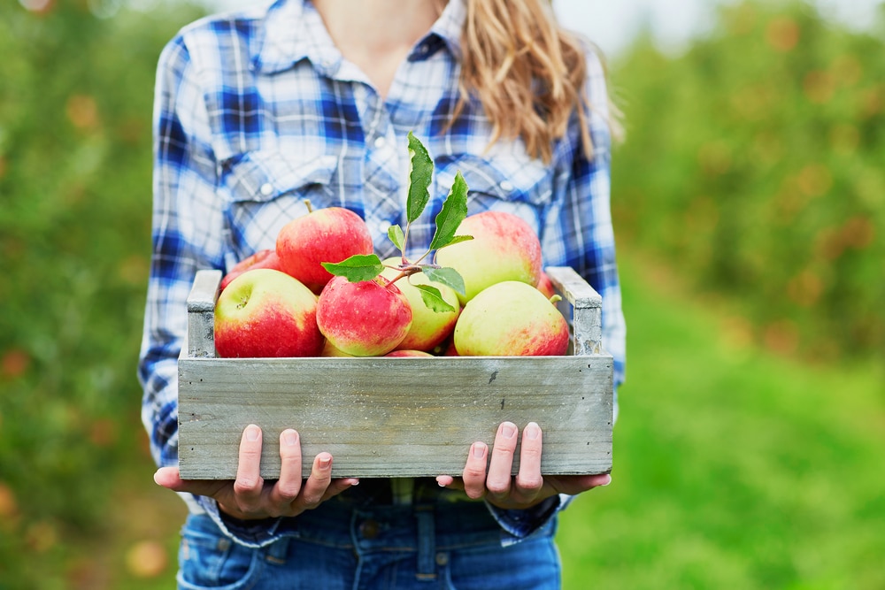 apple orchard in Stillwater MN