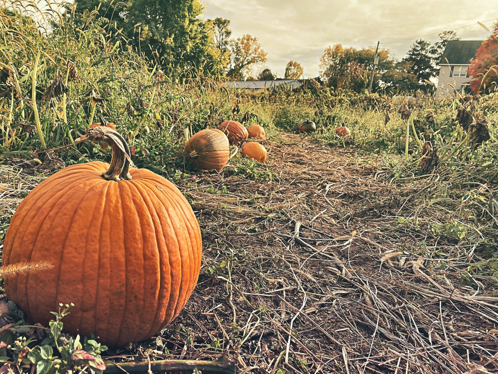 Aamodt's Apple Orchard