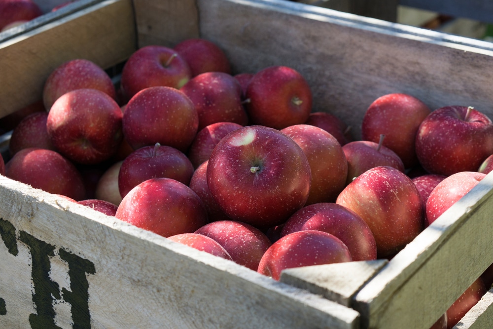 Aamodt's Apple Orchard